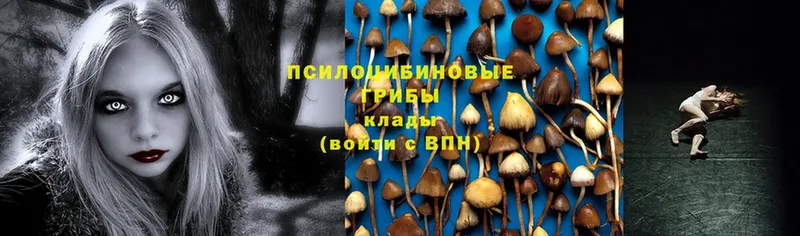 Галлюциногенные грибы Psilocybe  цена наркотик  ОМГ ОМГ маркетплейс  Зеленоградск 